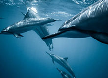 Kaiyun：重新定义日常的云端美好